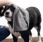 Ritz Premium Embroidered Microfiber Pet Towel (3-Pack), 18" x 28", Highly Absorbent, Fast-Drying, Long-Lasting, Super Soft 80% Polyester and 20% Polyamide Pet Cloth, Grey - Image 4