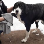 Ritz Premium Embroidered Microfiber Pet Towel (3-Pack), 18" x 28", Highly Absorbent, Fast-Drying, Long-Lasting, Super Soft 80% Polyester and 20% Polyamide Pet Cloth, Grey - Image 5