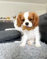 Nylabone Ring Bone Chew Toy for Puppies, Puppy Teething Toys, Puppy Enrichment Toys, Chicken Flavor, X-Small Dogs - Up to 15 lbs, 1 Count - Image 3