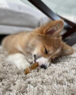 Nylabone Ring Bone Chew Toy for Puppies, Puppy Teething Toys, Puppy Enrichment Toys, Chicken Flavor, X-Small Dogs - Up to 15 lbs, 1 Count - Image 5