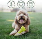 Benebone 4-Pack Ball/Bone/Bacon Wishbone/Fishbone Medium - Image 4