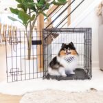 Carlson Pet Products SECURE AND FOLDABLE Single Door Metal Dog Crate, Small, 24.0"L x 18.0"W x 19.0"H - Image 4