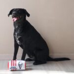 KFC Chicken Box Meal – 3-Piece Dog Toy Set - Chicken Box, French Fries & Soda – Fun Food-Themed Crinkle & Squeaky Interactive Plush Toys for Medium Dogs & Gentle Chewers - Image 5