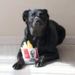 KFC Chicken Box Meal – 3-Piece Dog Toy Set - Chicken Box, French Fries & Soda – Fun Food-Themed Crinkle & Squeaky Interactive Plush Toys for Medium Dogs & Gentle Chewers - Image 7