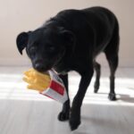 KFC Chicken Box Meal – 3-Piece Dog Toy Set - Chicken Box, French Fries & Soda – Fun Food-Themed Crinkle & Squeaky Interactive Plush Toys for Medium Dogs & Gentle Chewers - Image 8