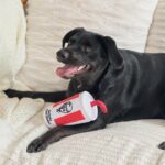 KFC Chicken Box Meal – 3-Piece Dog Toy Set - Chicken Box, French Fries & Soda – Fun Food-Themed Crinkle & Squeaky Interactive Plush Toys for Medium Dogs & Gentle Chewers - Image 9