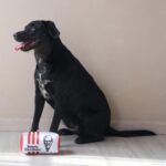 KFC Chicken Box Meal – 3-Piece Dog Toy Set - Chicken Box, French Fries & Soda – Fun Food-Themed Crinkle & Squeaky Interactive Plush Toys for Medium Dogs & Gentle Chewers - Image 10