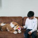 KFC Chicken Box Meal – 3-Piece Dog Toy Set - Chicken Box, French Fries & Soda – Fun Food-Themed Crinkle & Squeaky Interactive Plush Toys for Medium Dogs & Gentle Chewers - Image 12